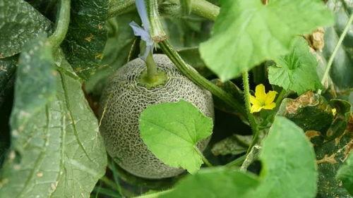 瓜姐在线吃瓜,揭秘娱乐圈那些不为人知的幕后故事