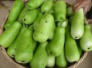 葫芦瓜可吃,从田间到餐桌的绿色美味