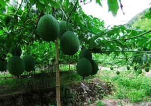 用于吃馅的吊瓜,传统美食的创新演绎