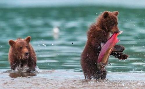 吃瓜小熊毛爪子,吃瓜小熊毛爪子的趣味冒险之旅