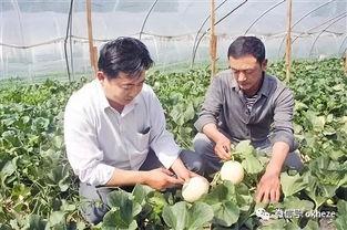 菏泽单县吃瓜事件,一场网络热议背后的真相与反思