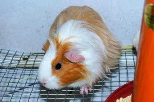 豚鼠可以吃土瓜,土瓜成为新宠