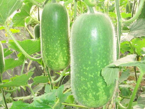 1928吃瓜,吃瓜群众的觉醒岁月