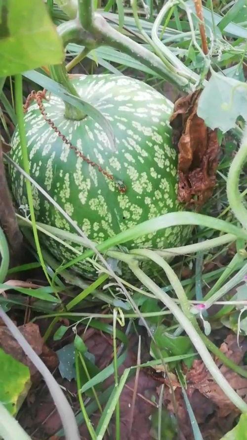 神奇瓜可以吃吗,揭秘能否食用的奥秘