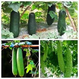 秋季限定的吃瓜