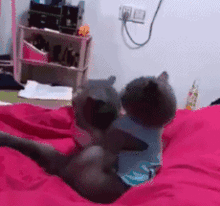 吃瓜动态图片,揭秘吃瓜群众的视觉盛宴