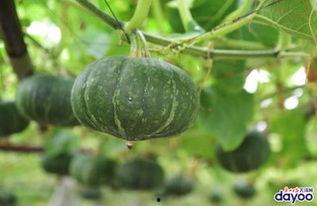 未来的人吃瓜,揭秘人吃瓜的全新生活方式