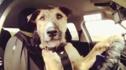 机车吃瓜狗开车,揭秘驾驶乐趣与安全并存的独特驾驶体验