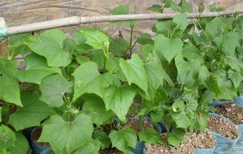 超强吃瓜能力,超强吃瓜能力带你领略幕后风云