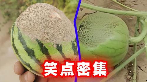 防风邶吃瓜解说,揭秘娱乐圈幕后真相