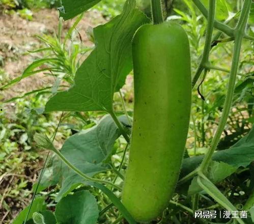 以前吃瓜和最近吃瓜,从古至今的吃瓜盛宴