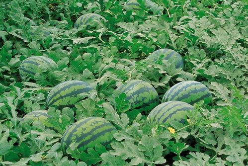 春游吃瓜照片大全,记录美好时光的甜蜜瞬间