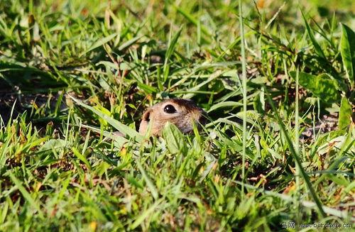 草原老鼠吃瓜,一场生态平衡的奇妙演绎