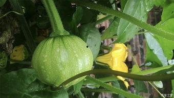 杜杜在线吃瓜,揭秘娱乐圈幕后故事