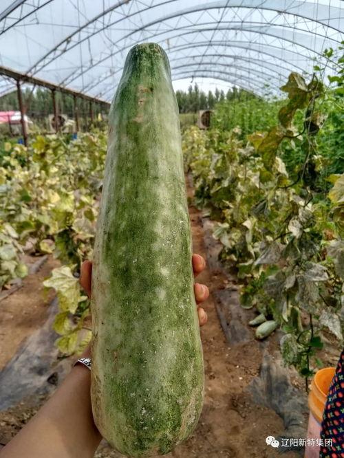 大头带你吃大瓜