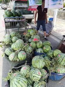 临沂安怡吃瓜事件,一场网络热议的瓜田奇谈