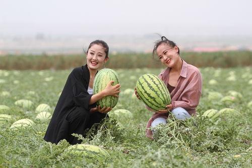 吃石头瓜的视频播放