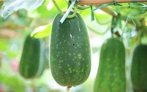 吃的带瓜的,探寻带瓜美食的诱惑之旅